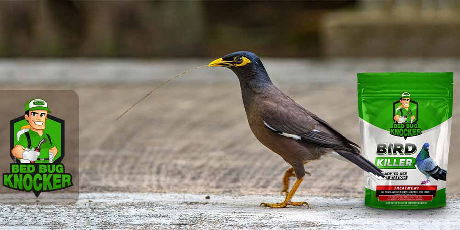 Dove trovare il miglior repellente per piccioni e uccelli?