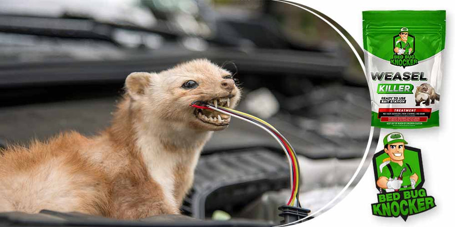 Le donnole spesso tagliano i cavi elettrici dell'auto. Come prevenire efficacemente questo problema?