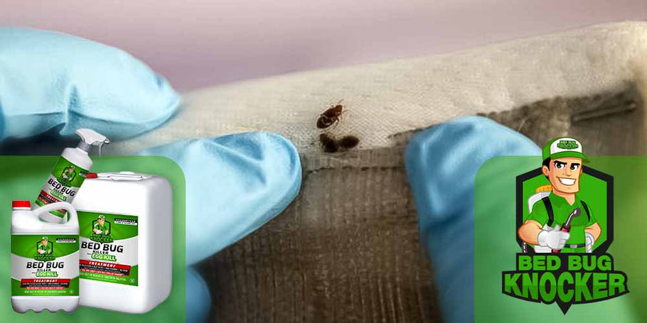 Come utilizzare il repellente per cimici da letto Bed Bug Knocker?