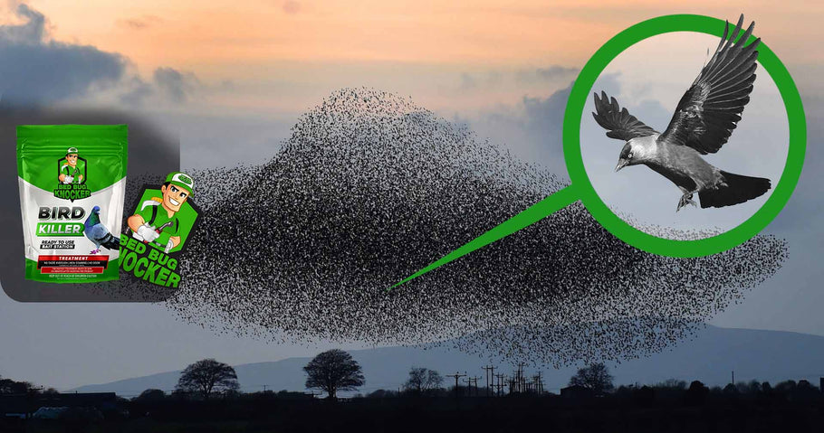 Come ridurre in modo sostenibile la popolazione di Uccelli urbani?